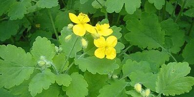 Behandlung vum Nagel Pilz op de Been Cerlandine